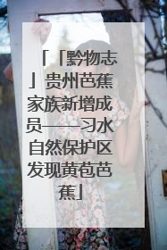 「黔物志」贵州芭蕉家族新增成员——习水自然保护区发现黄苞芭蕉