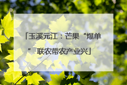 玉溪元江：芒果“爆单” 联农带农产业兴