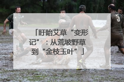 盱眙艾草“变形记”：从荒坡野草到“金枝玉叶”
