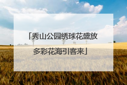 秀山公园绣球花盛放 多彩花海引客来