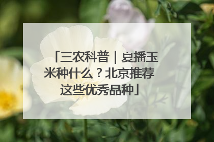 三农科普｜夏播玉米种什么？北京推荐这些优秀品种