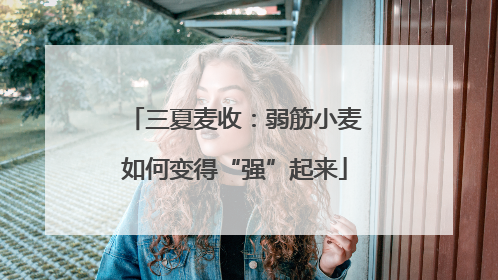 三夏麦收：弱筋小麦如何变得“强”起来