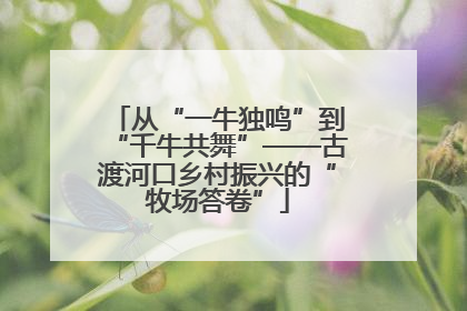 从“一牛独鸣”到“千牛共舞”——古渡河口乡村振兴的“牧场答卷”