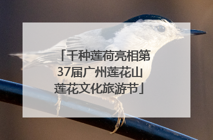 千种莲荷亮相第37届广州莲花山莲花文化旅游节