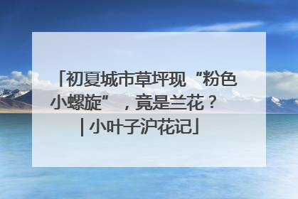 初夏城市草坪现“粉色小螺旋”，竟是兰花？ | 小叶子沪花记