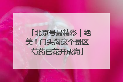 北京号最精彩｜绝美！门头沟这个景区芍药已花开成海