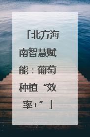 北方海南智慧赋能：葡萄种植“效率+”