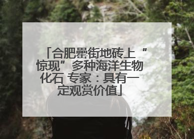 合肥罍街地砖上“惊现”多种海洋生物化石 专家：具有一定观赏价值