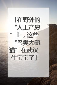 在野外的“人工产房”上，这些“鸟类大熊猫”在武汉生宝宝了