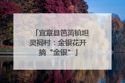 宜章县笆篱镇坦灵祠村：金银花开摘“金银”