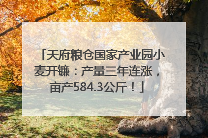 天府粮仓国家产业园小麦开镰：产量三年连涨，亩产584.3公斤！