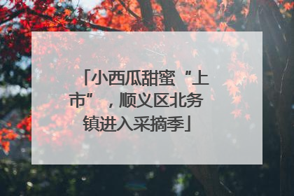 小西瓜甜蜜“上市”，顺义区北务镇进入采摘季