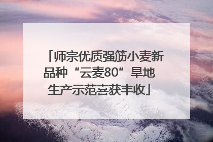 师宗优质强筋小麦新品种“云麦80”旱地生产示范喜获丰收