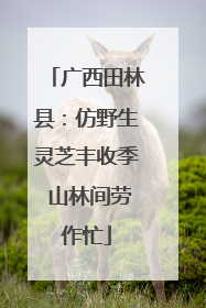 广西田林县：仿野生灵芝丰收季 山林间劳作忙