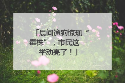晨间遛狗惊现“毒株”，市民这一举动亮了！
