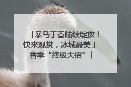 暴马丁香陆续绽放！快来观赏，冰城最美丁香季“终极大招”