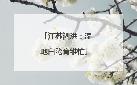 江苏泗洪：湿地白鹭育雏忙