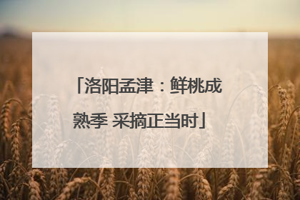 洛阳孟津：鲜桃成熟季 采摘正当时