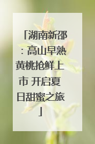 湖南新邵：高山早熟黄桃抢鲜上市 开启夏日甜蜜之旅