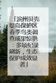滨州贝壳堤岛保护区春季鸟类调查成果惊艳：多项纪录刷新，生态保护成效显著