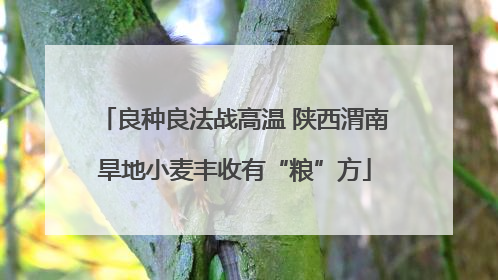 良种良法战高温 陕西渭南旱地小麦丰收有“粮”方