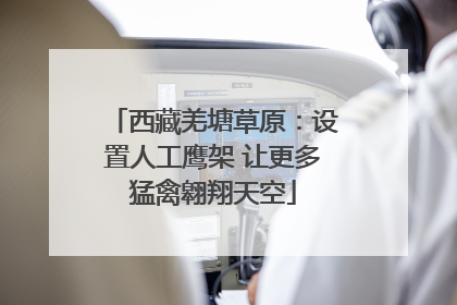 西藏羌塘草原：设置人工鹰架 让更多猛禽翱翔天空