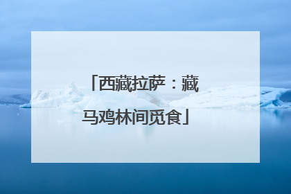 西藏拉萨：藏马鸡林间觅食