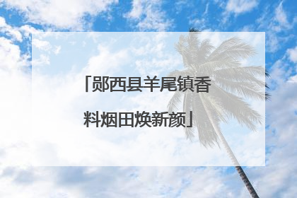 郧西县羊尾镇香料烟田焕新颜