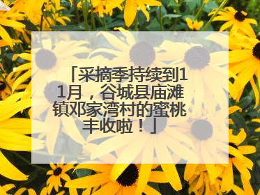 采摘季持续到11月，谷城县庙滩镇邓家湾村的蜜桃丰收啦！