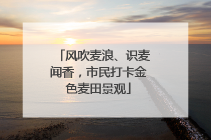 风吹麦浪、识麦闻香，市民打卡金色麦田景观