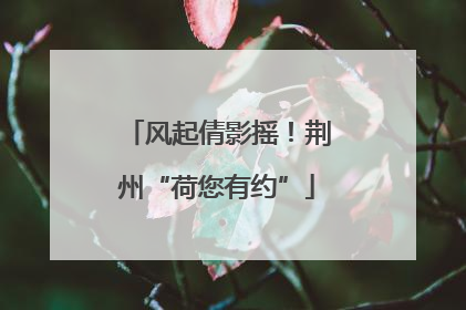 风起倩影摇！荆州“荷您有约”