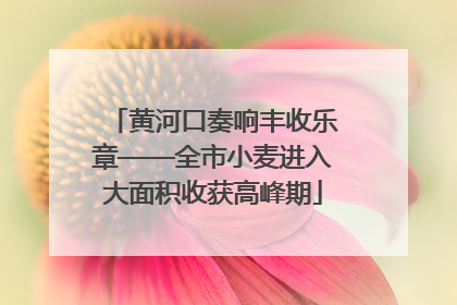 黄河口奏响丰收乐章——全市小麦进入大面积收获高峰期